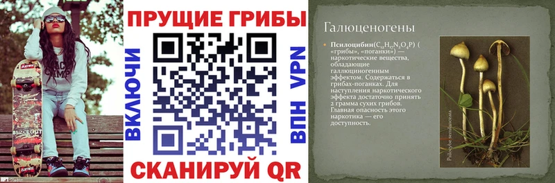 Галлюциногенные грибы Psilocybe  Зеленоградск 